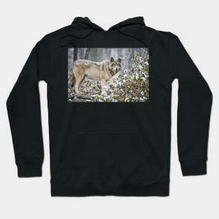 Gray Wolf Hoodie